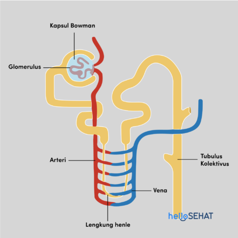 nephron শারীরস্থান