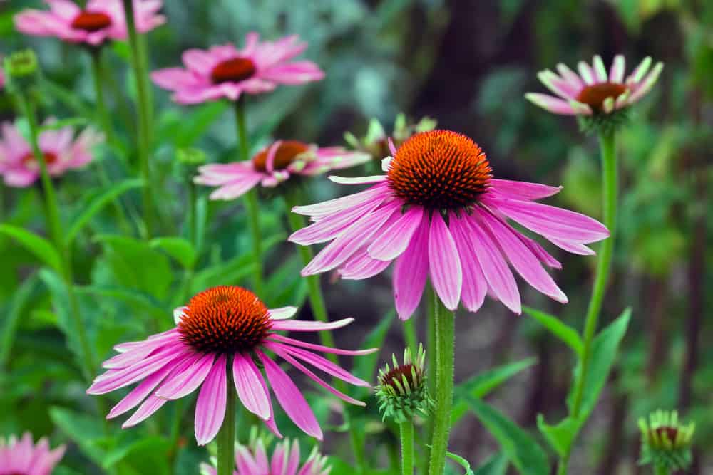 echinacea ফুল