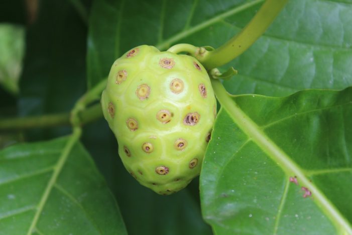 Noni ফল সুবিধা