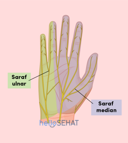 হাত ছবি - মধ্যমা ulnar স্নায়বিক